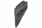 Partial Fossil Megalodon Tooth - South Carolina #293951-1